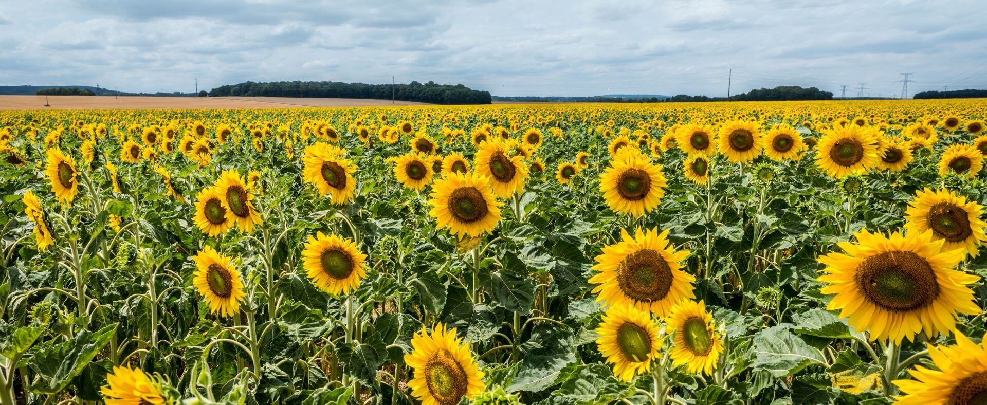 Champ de tournesols